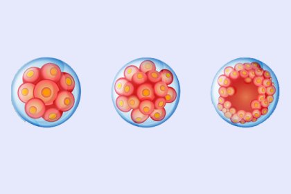 Embryo-development
