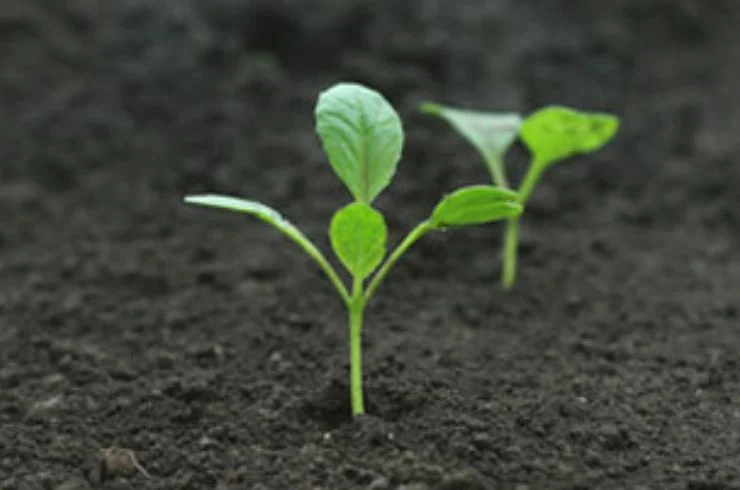 PESA TESA treatment-1